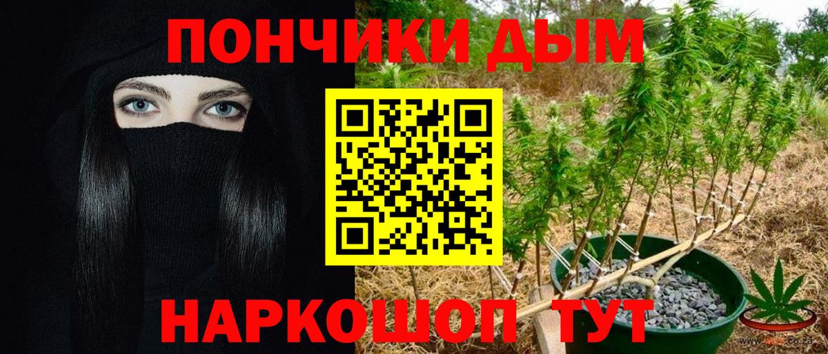 Каннабис сатива Гай